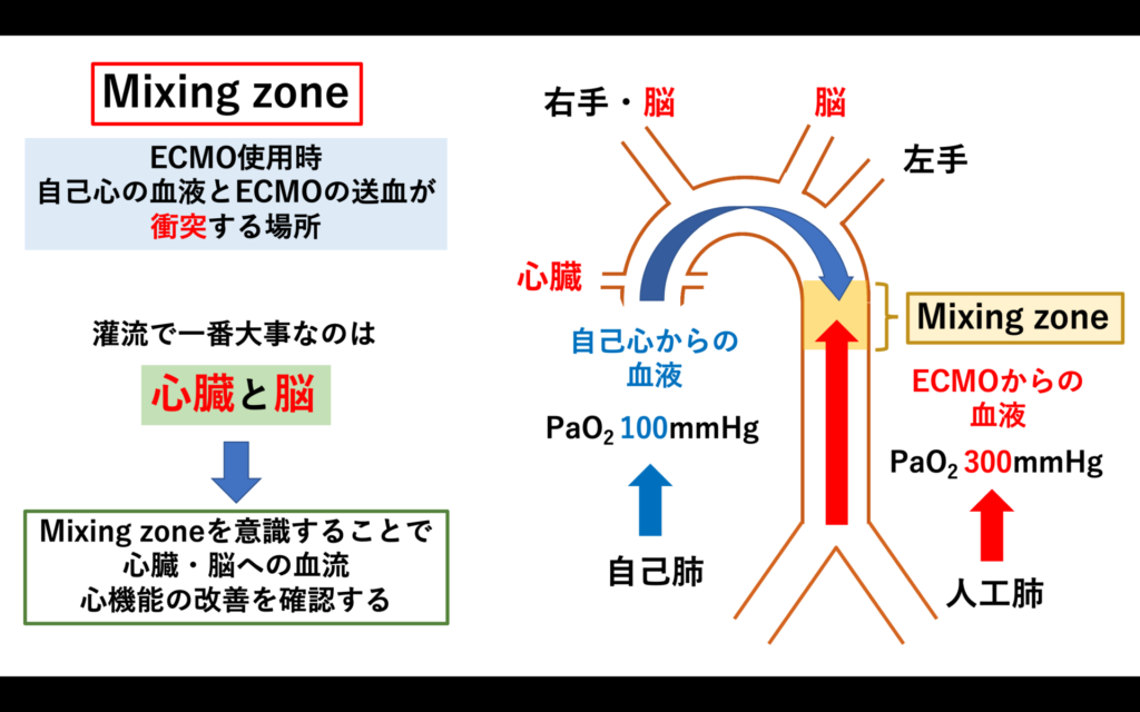 Mixing zone もふごろ循環器